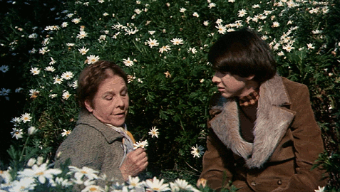 Scopri di più sull'articolo Harold e Maude – Film 1971
